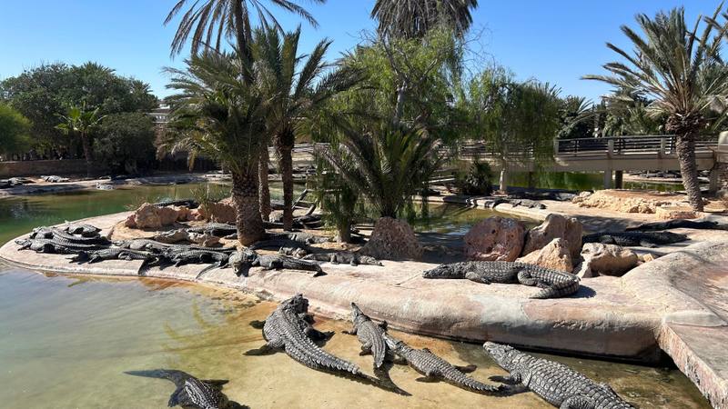 Das Krokodilgehege von Djerba — Krokodile, Reptilien und Museen, Hoteltransfer inklusive